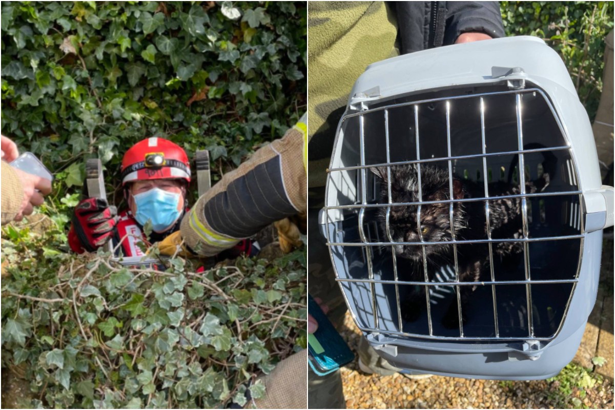 Cat Missing for 10 Days Rescued from Well After Dog Alerted Neighbors ...