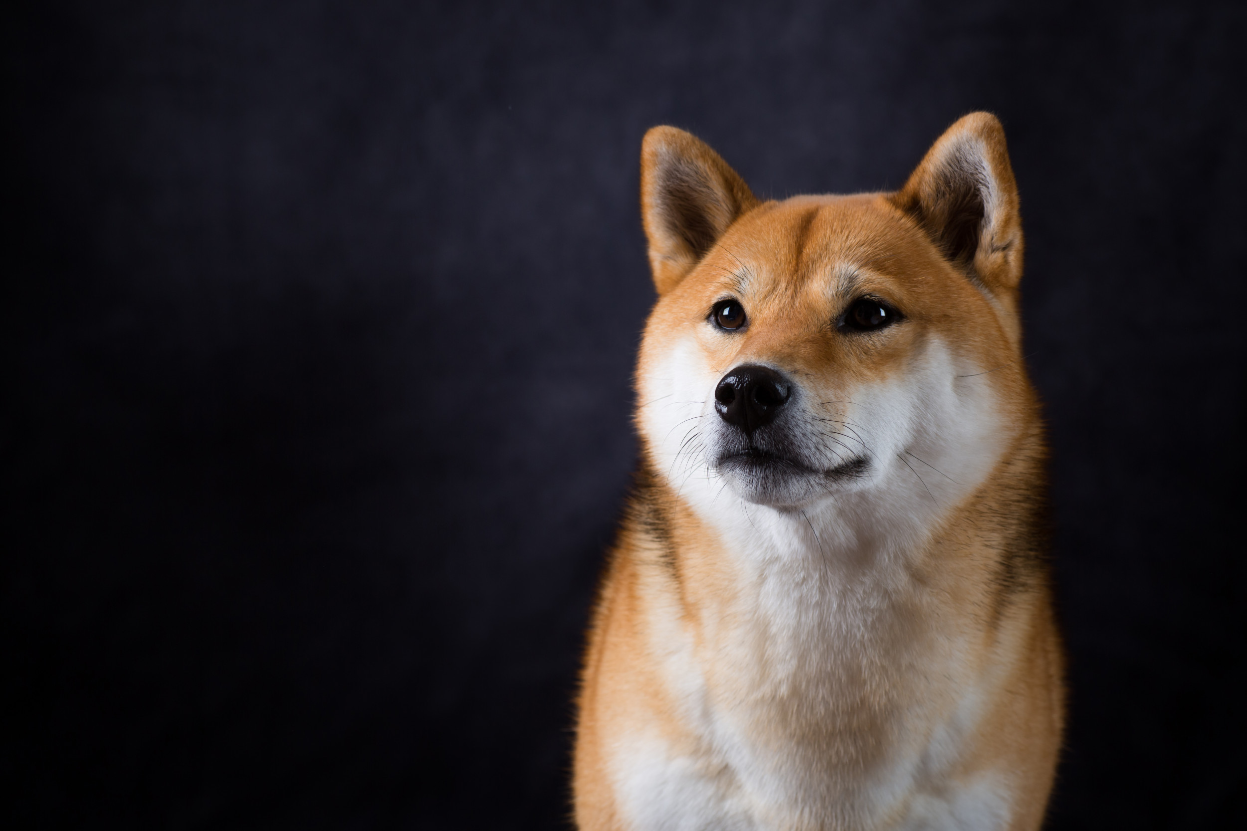 Shiba Inu Coin Listed on Binance, Price Spikes As Expert Warns of Hype -  Newsweek