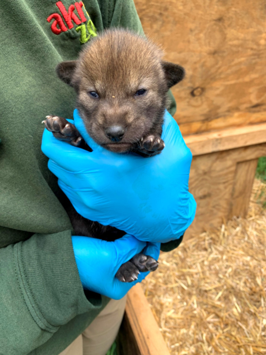 Litter of Critically Endangered Red Wolves Born in Ohio Gives Hope