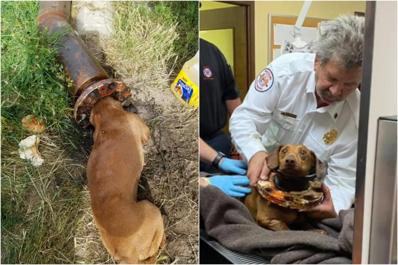 Dog Saved After Getting Head Stuck in Pipe in 5-Hour Rescue Mission ...