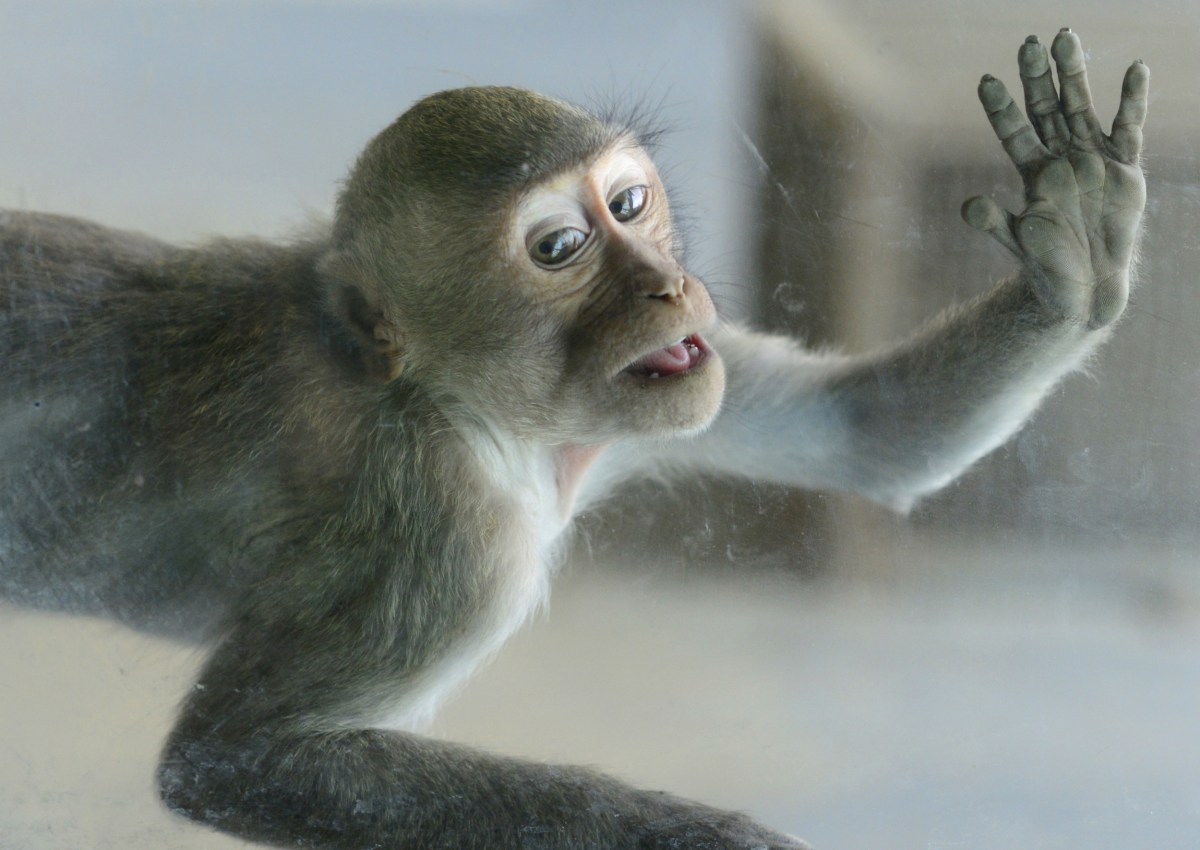 Pet Monkey Attacks Neighbors After Breaking Loose in Nevada - Newsweek