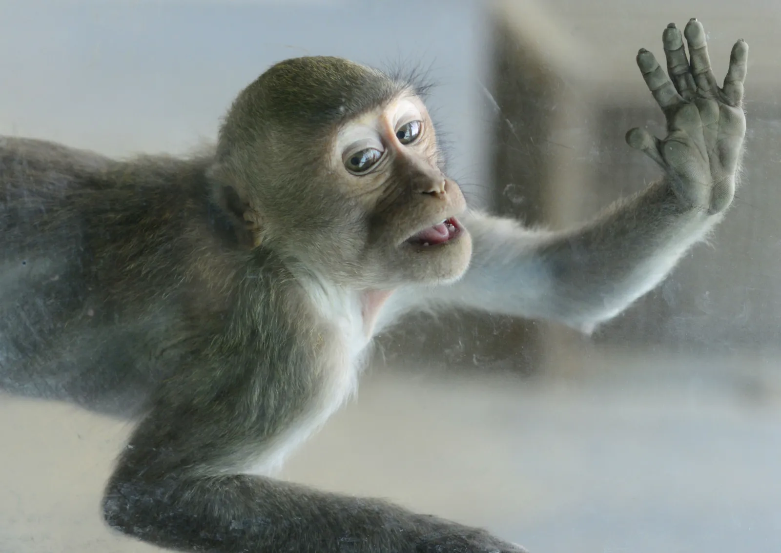 Pet Monkey Attacks Neighbors After Breaking Loose in Nevada - Newsweek