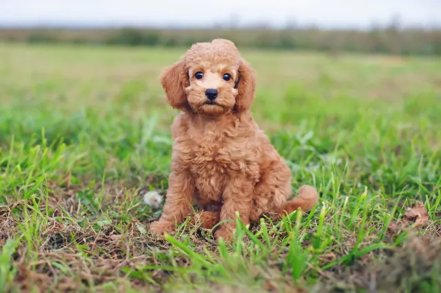 The 15 Smartest Small Dog Breeds - Newsweek
