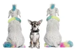 Dogs Are Dressing in Neon Spikes to Protect From Hawks —TikTok Is Obsessed