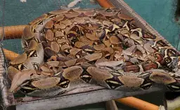 Teenagers Find Huge Dead Boa Constrictor While Swimming in River