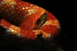 Bright Orange Snake Spotted Slithering Under Train Seats
