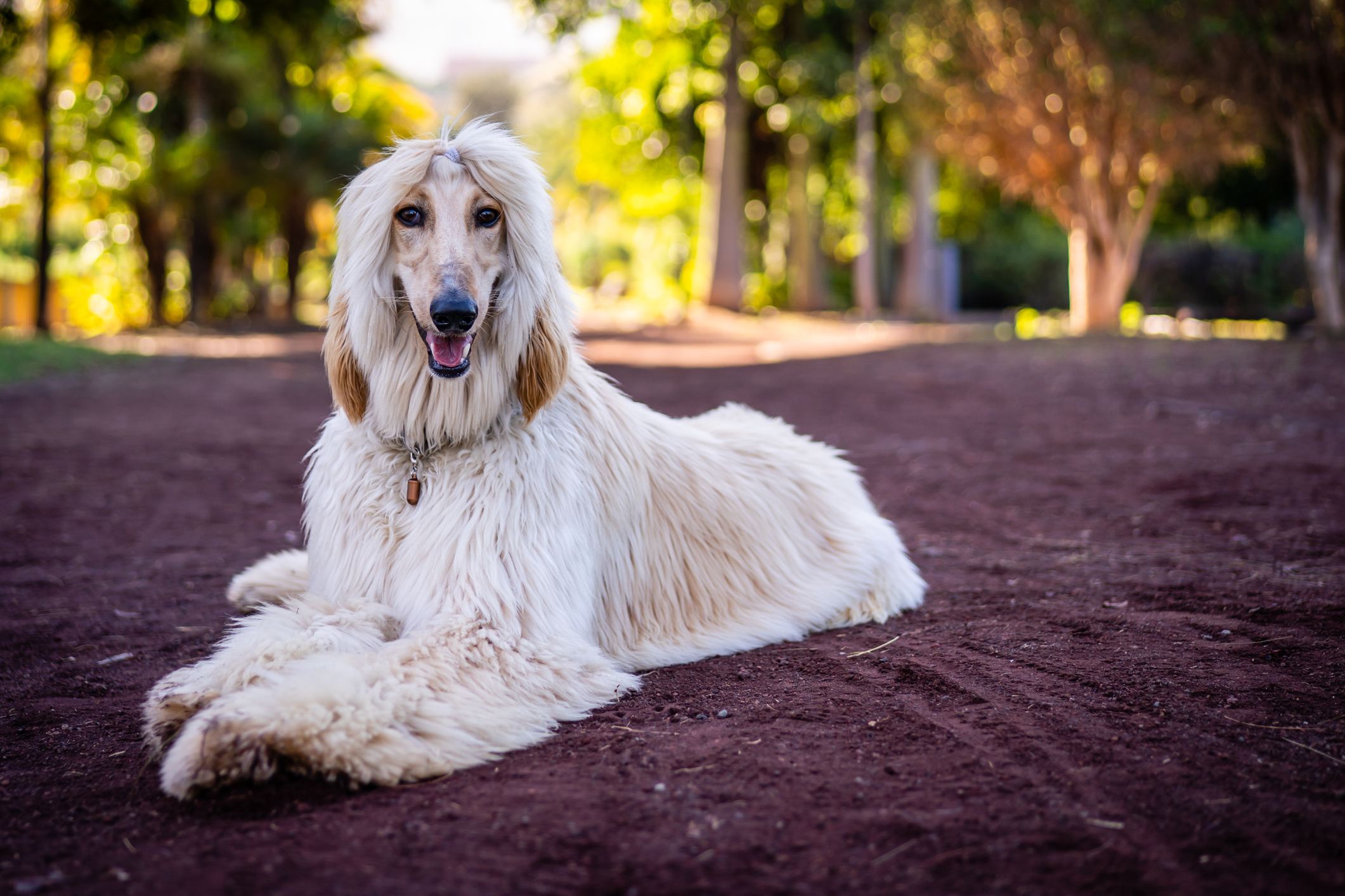 15 Dog Breeds That Are Very Loyal to their Owners - Newsweek