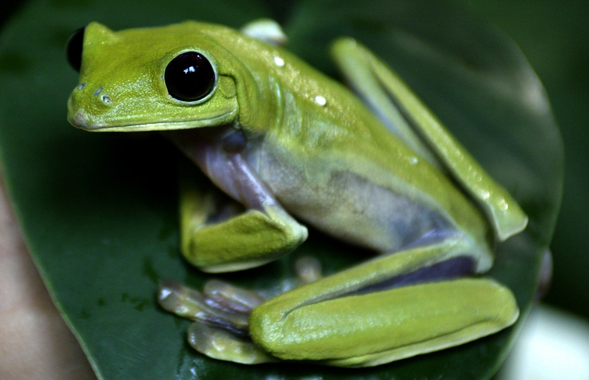 New Species of Frog Discovered in Andes Named for Led Zeppelin