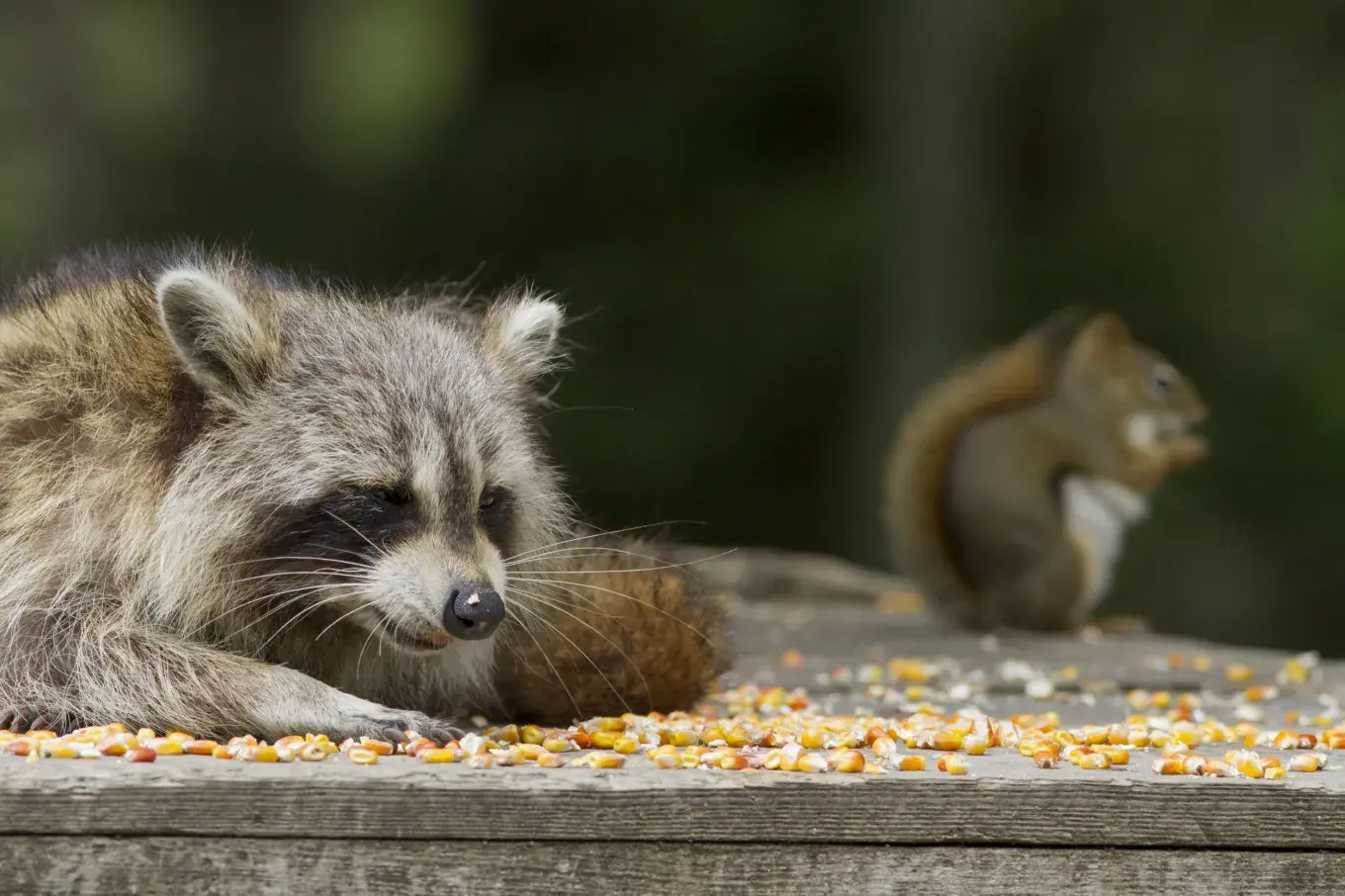 Stock image of a squirrel and raccoon.