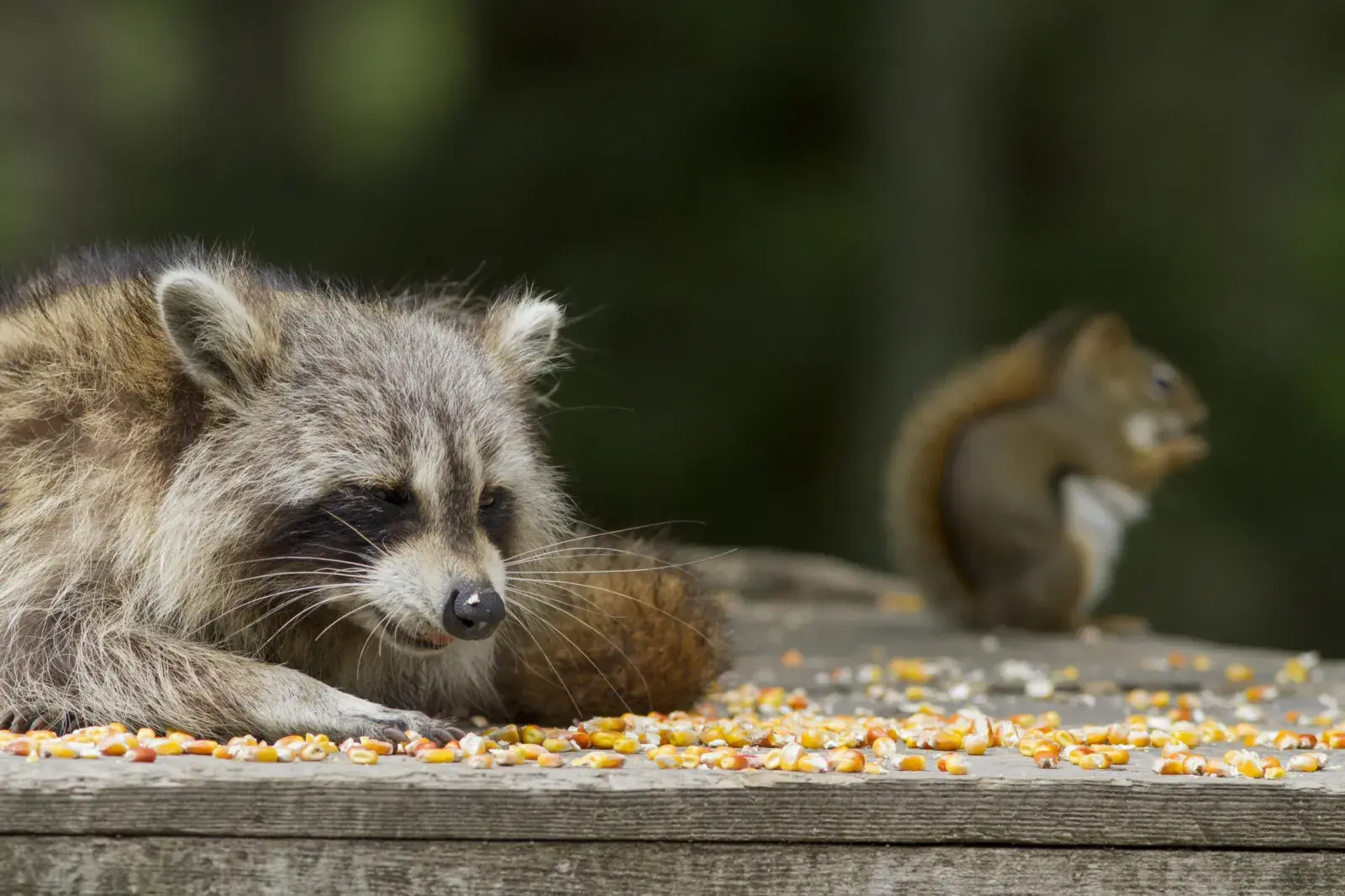 Stock image of a squirrel and raccoon.