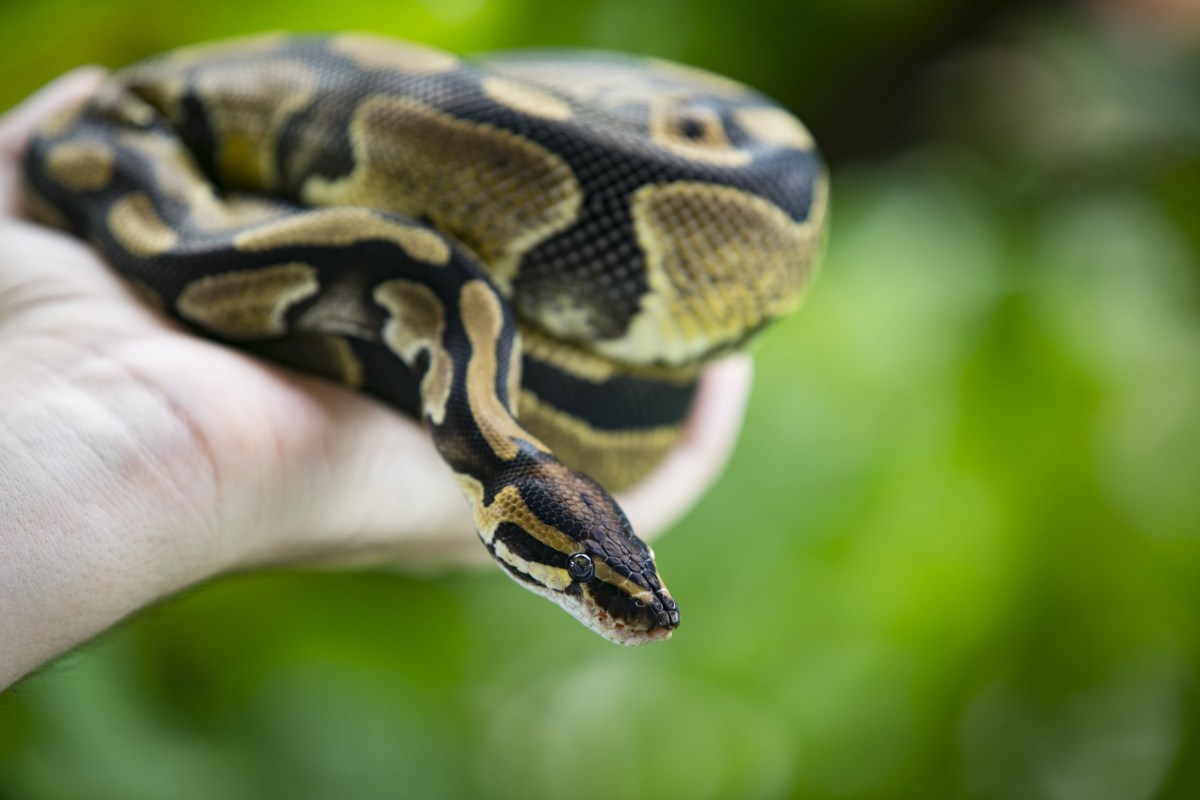rainbow python goes viral on social media: 'stunning',... Viral Video Shows Python Wrapped Around Inflatable Unicorn - Newsweek