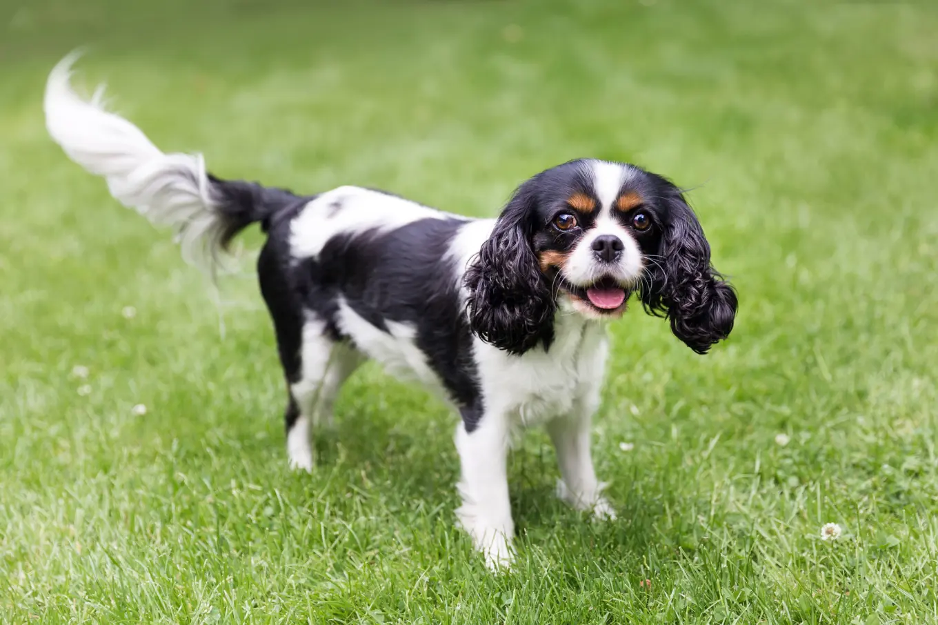 What are Some Small Dog Breeds: Top Adorable Pets for Any Home