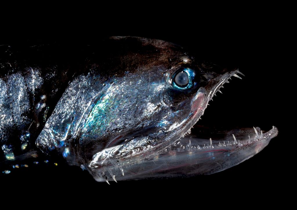 Robot Dives 3,000 Feet to Film Creatures in Mid-Ocean 'Twilight