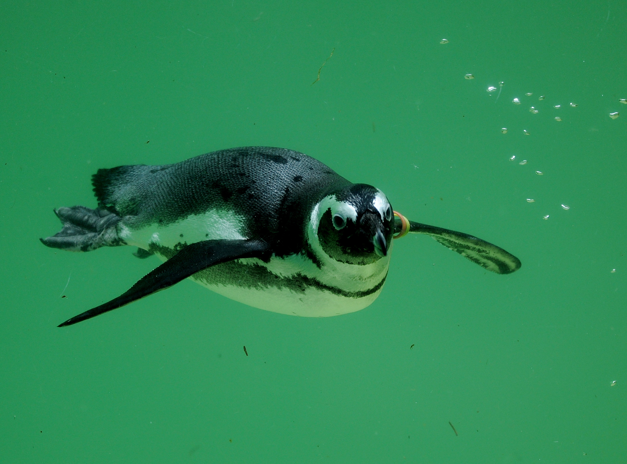 African Penguins Die Under Unknown Circumstances at Florida Aquarium -  Newsweek, image size:2536x1878
