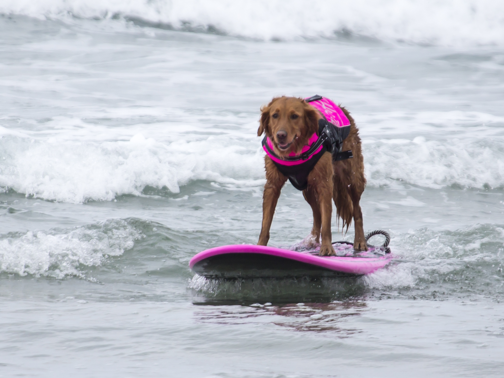 My Dog Is a World Famous Surfer