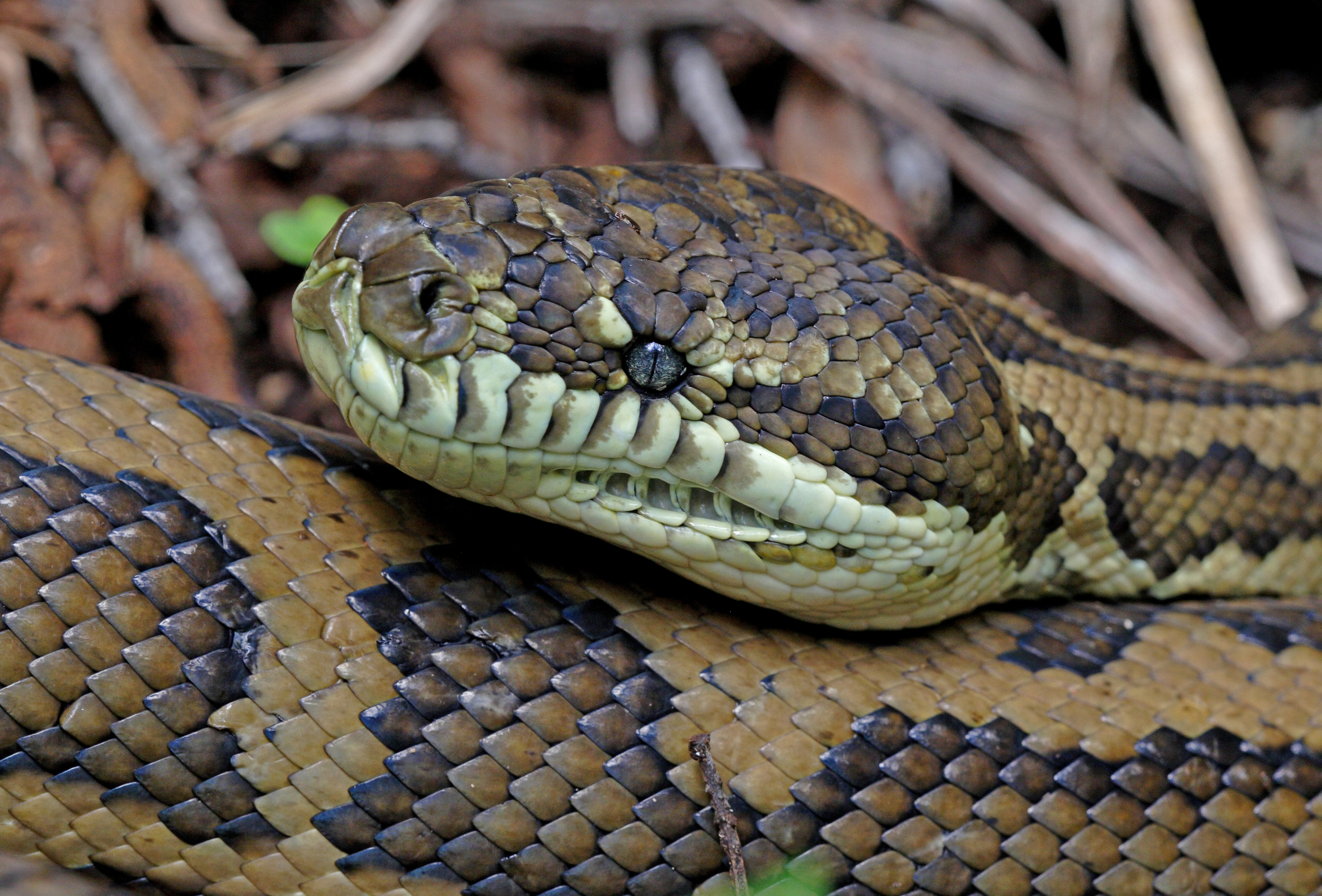 Woman Finds 'Sneaky' Python in Her Shower That Left 'Trail of