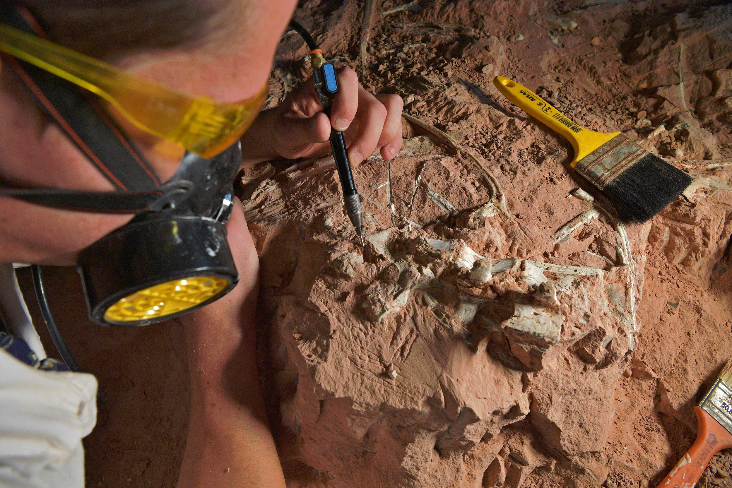 化石の発掘 Fossil Excavation 旧裏 Old Back 拡張 103-Million-Year-Old Dinosaur Bone Discovered in 'Fossil Hotspot