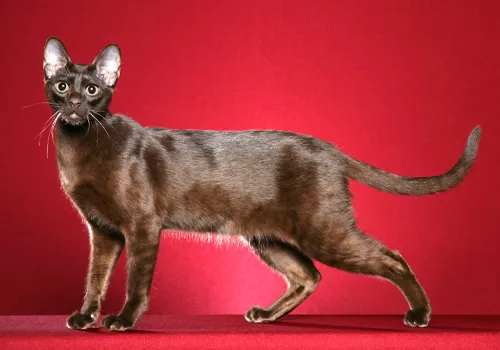 20 Cat Breeds That Get Along With Other Cats - Newsweek