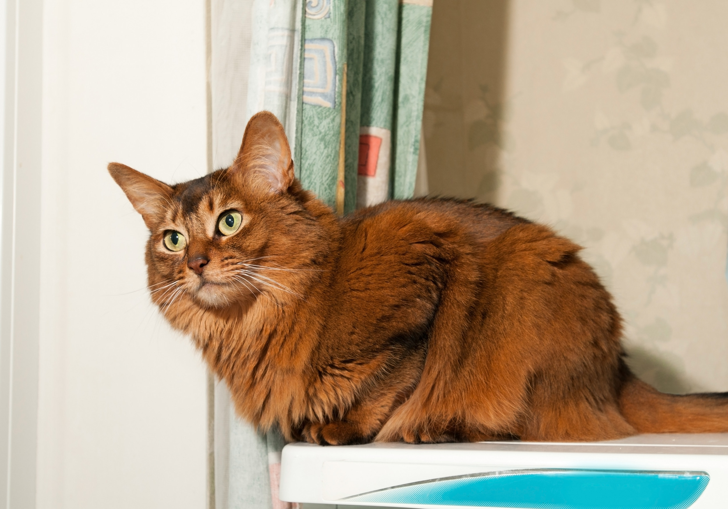 Do Different Cat Breeds Get Along? Expert Tips for Harmony
