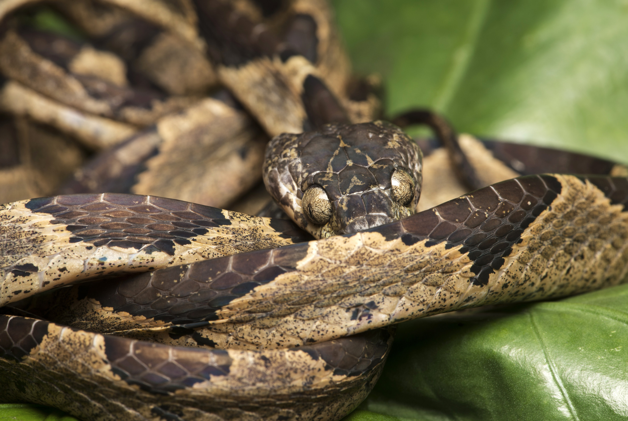 1844572-snake-found-banana-box