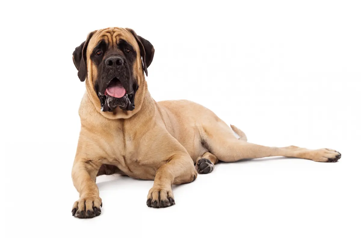 Top 25 Most Affectionate Dog Breeds