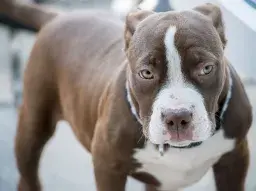 Man, 72, Loses Thumb in Alleged Dog Attack