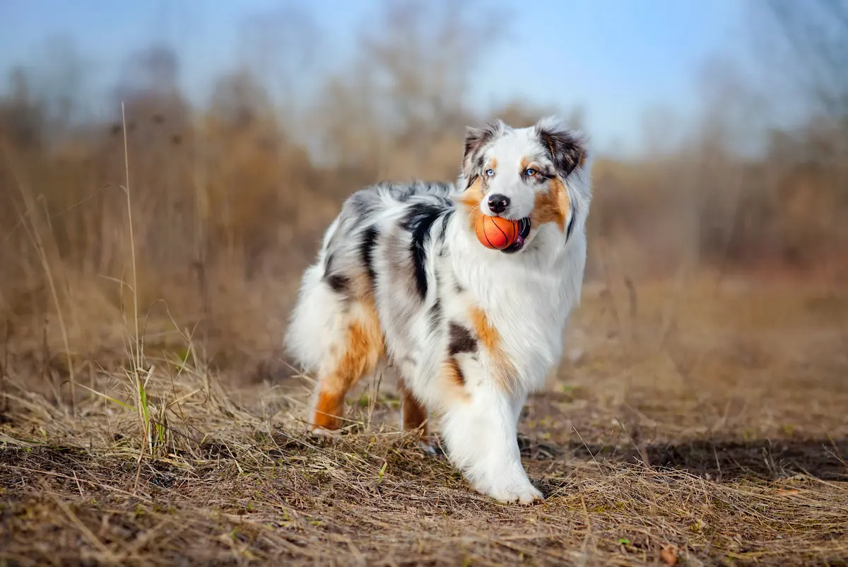 What are Smart Dog Breeds: Top Intelligent Dogs You Must Know