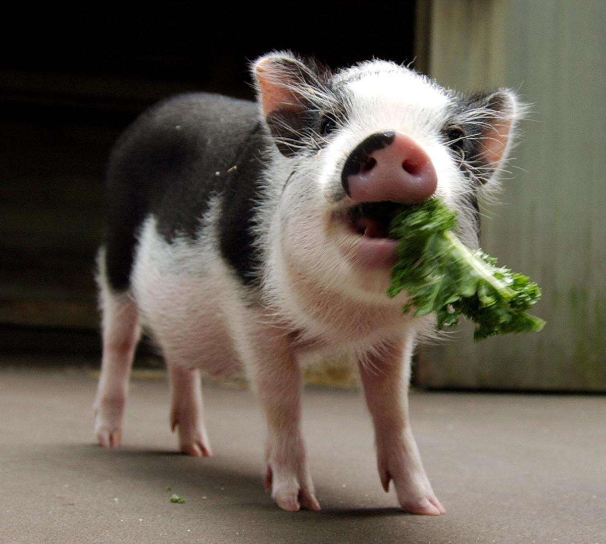 Retared Pigs Animal Rescue Saves Pig Reportedly Abandoned on Side of Road in Crate ...