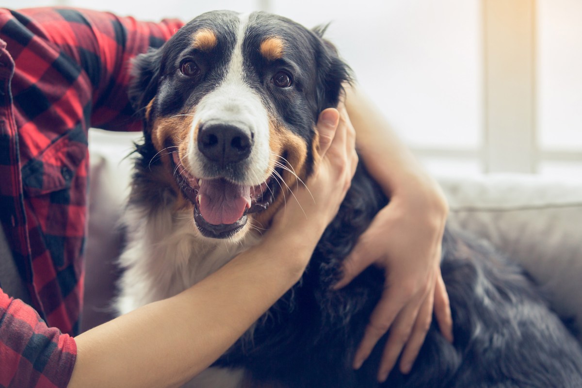 Man Reunited With Lost Dog Two Years Later After Spotting Pet on TV ...