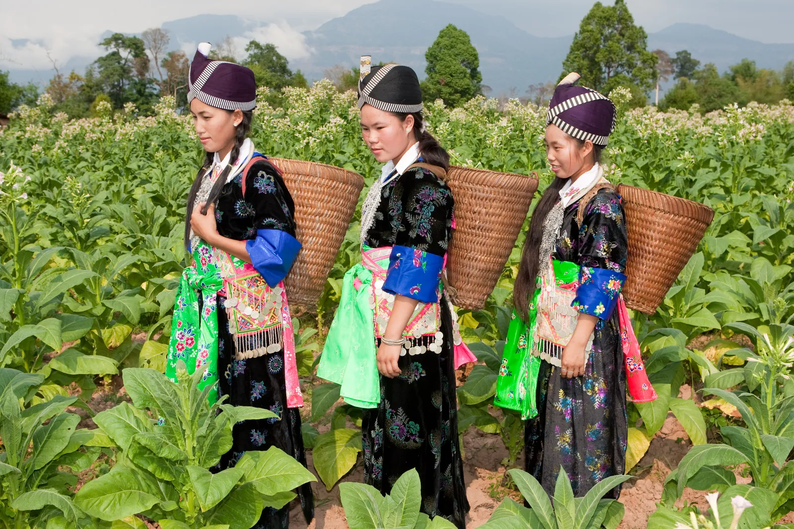 Hmong Definition Hmong Meaning, History and Origins Explained As Sunisa Lee Wins Gold at ...