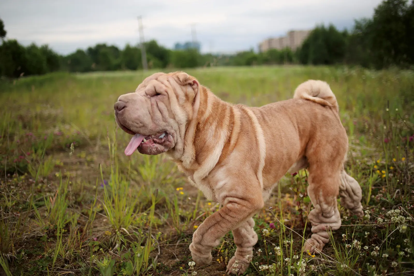 Which Dog Breeds Bark the Least: Quiet Companions Revealed