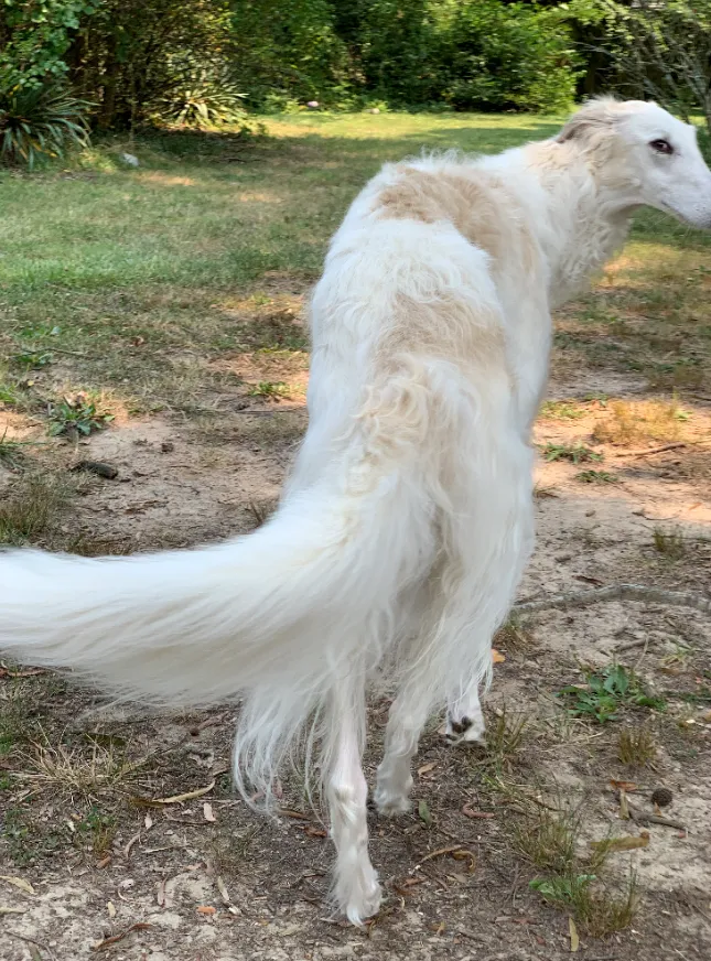 Real-Life Slinky Dog That Stretches Over Fence Baffles the Internet ...