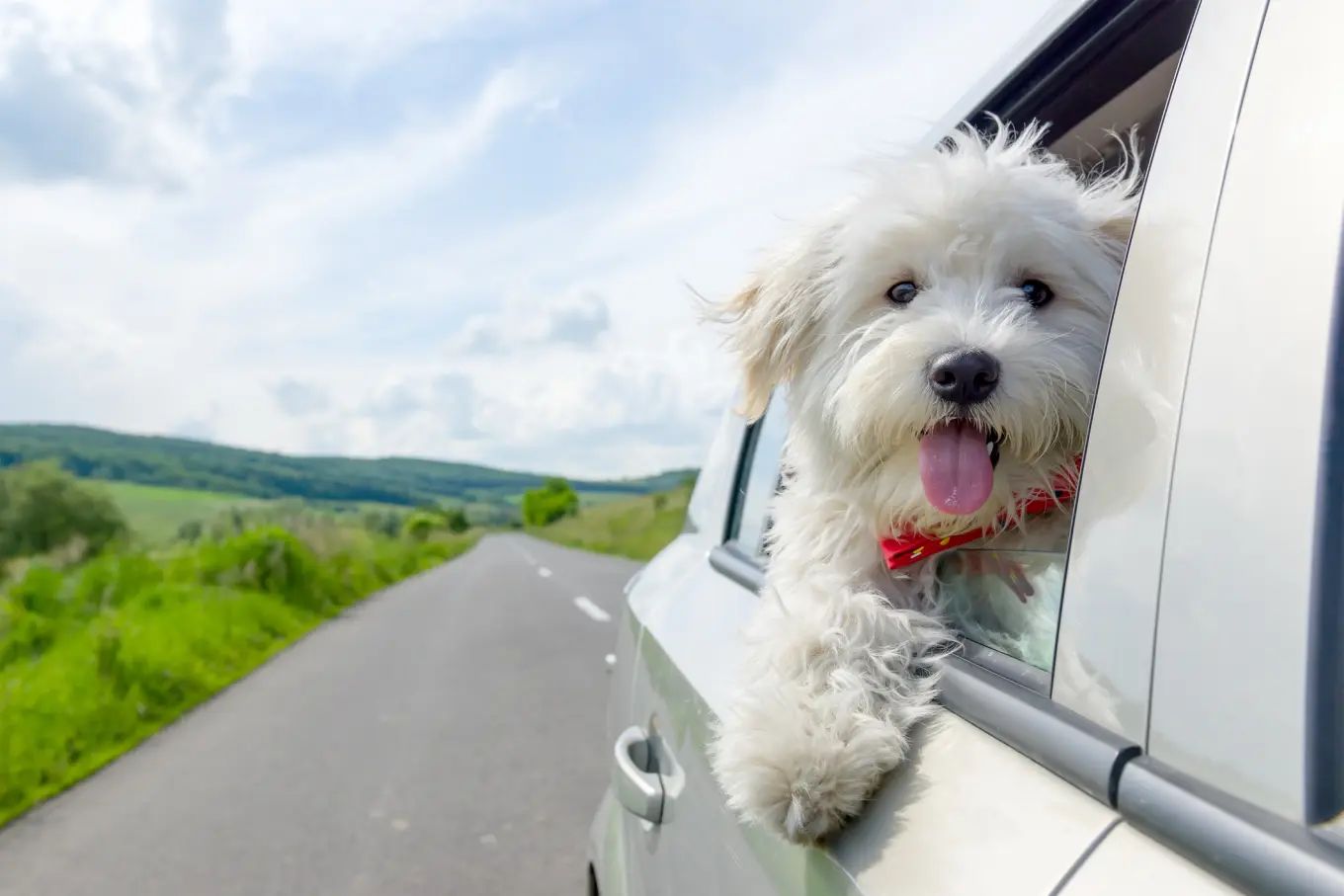 Car Travel With a Dog: Essential Tips for a Safe, Fun Journey