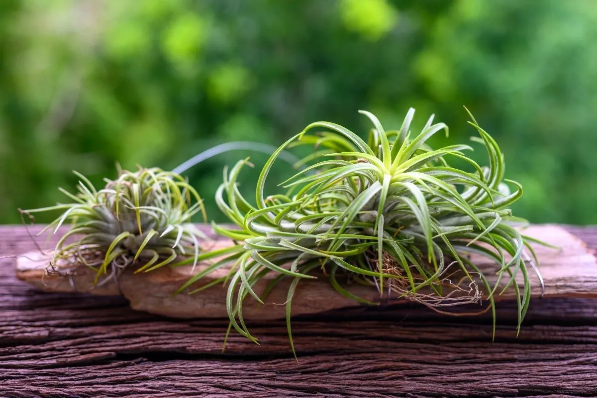 What Are Air Plants? How to Care for Tillandsia - Newsweek