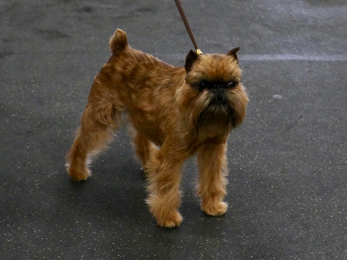 What Dog Breeds Do Not Shed: Top Low-Shedding Dogs Revealed