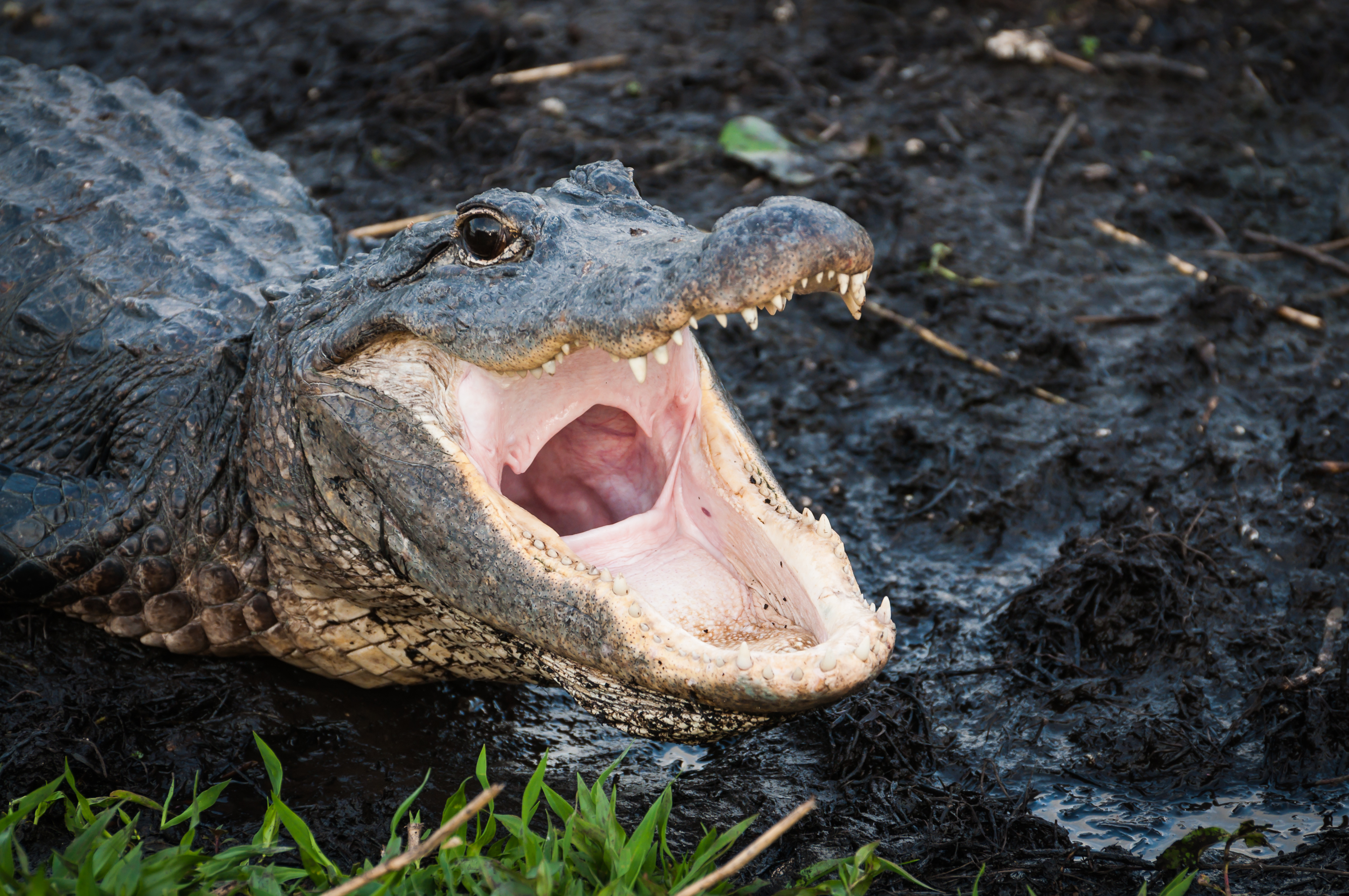 Alligator Named 'Darth Gator' Escapes From Zoo Enclosure at