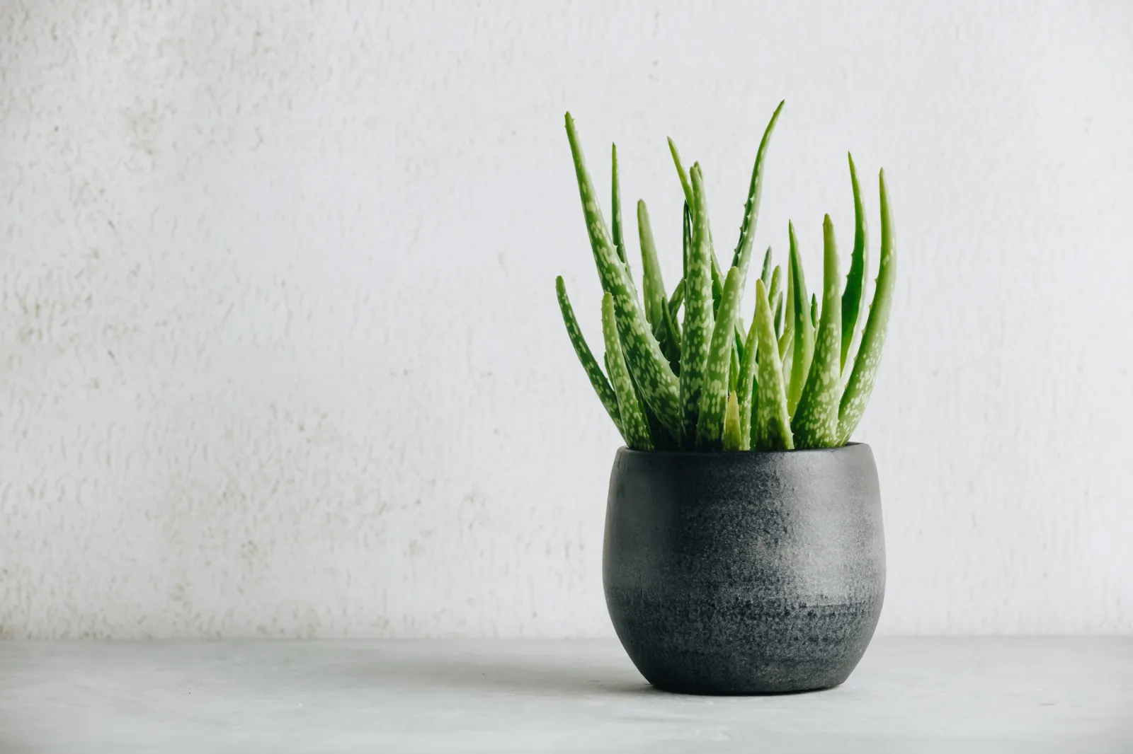 plant stem holder Chatelet Plant Climbers Stem Holders | Unique Design Supports for Growing Plants | 3 Sizes Included for Different Plant Stages