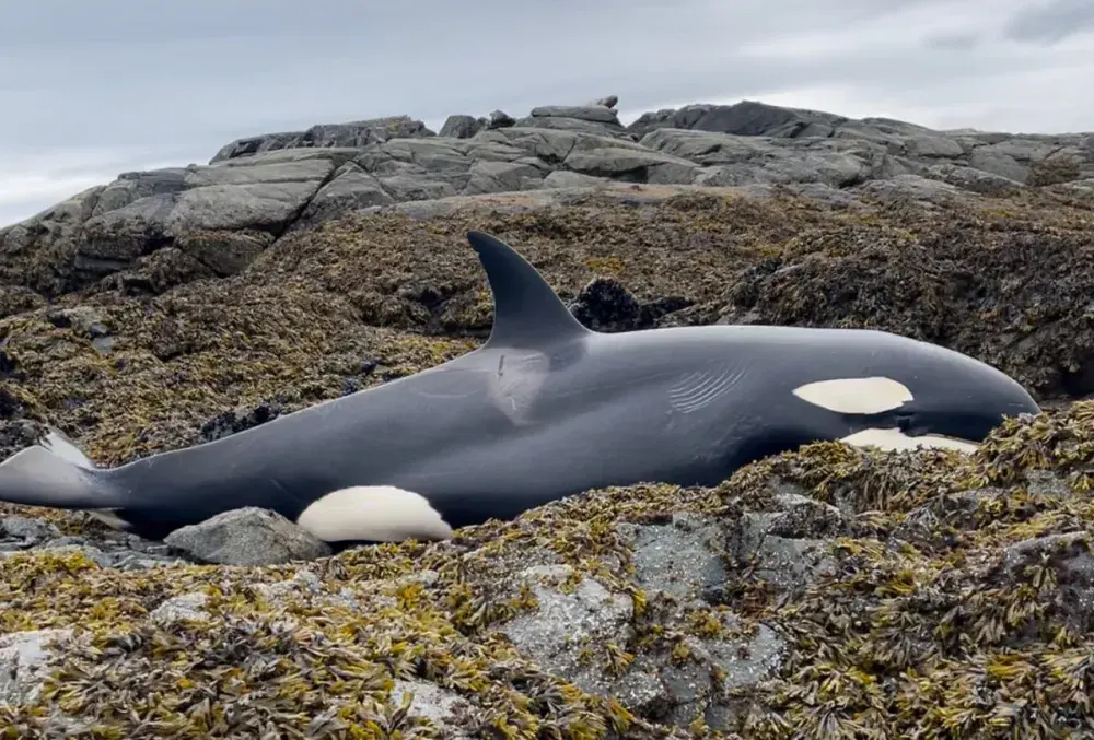 Beached Killer Whale’s Sorrowful Call Captured on Video