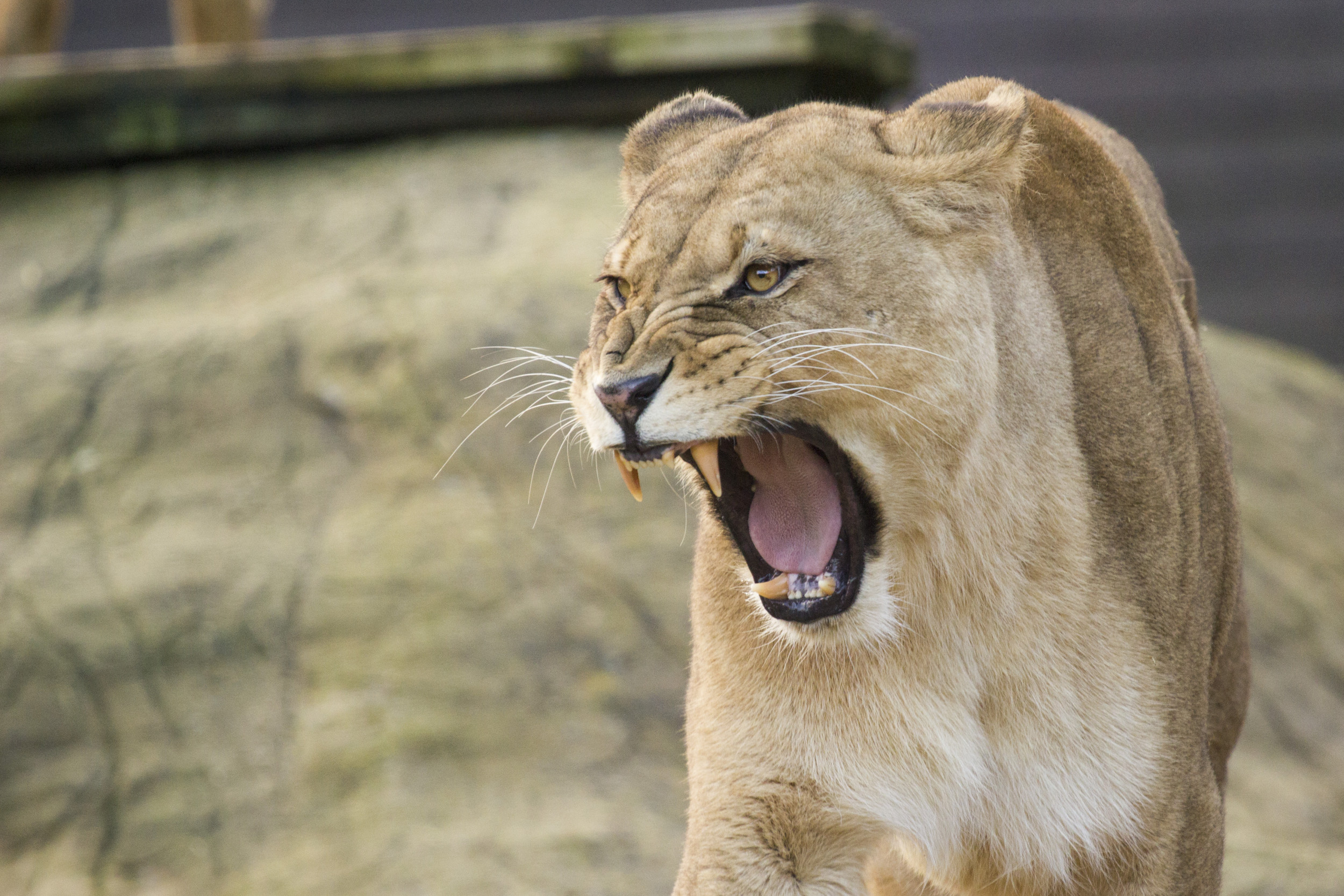Man Slammed for Treating Lion Like a Pet in Video Viewed ...