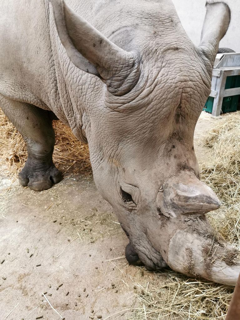 VIDEO: Meet the White Rhino Stud Picked to Sustain His Threatened
