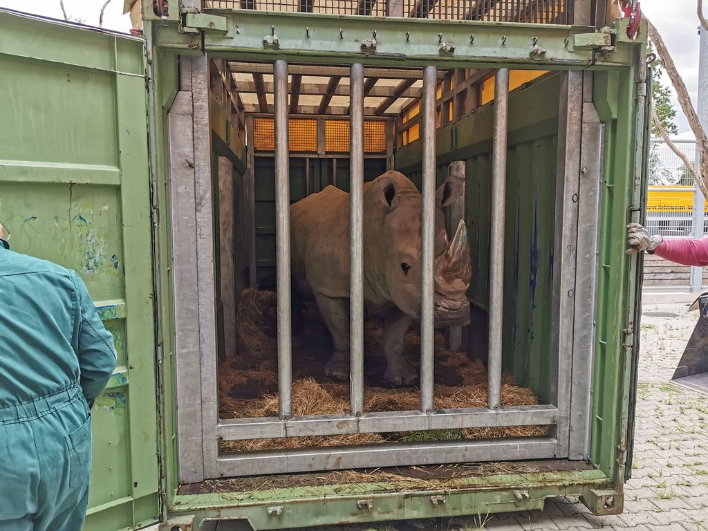 VIDEO: Meet the White Rhino Stud Picked to Sustain His Threatened