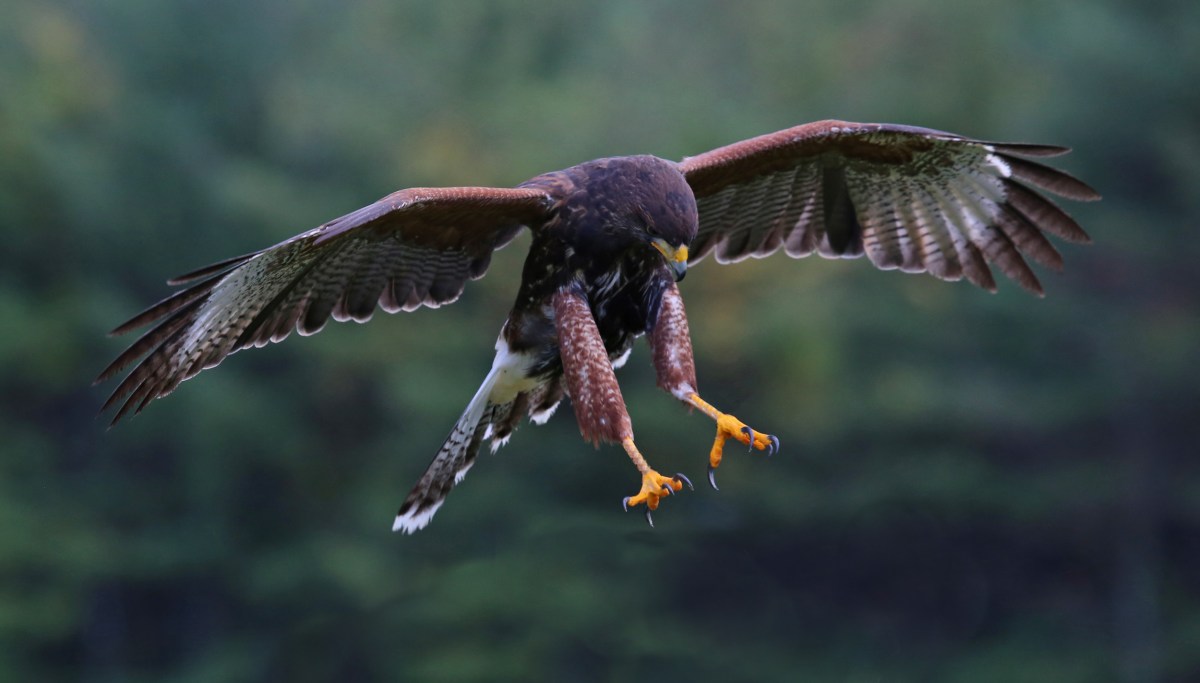 Man Commits 'Drive-by' Killing As He Throws Hawk Out of Moving Car