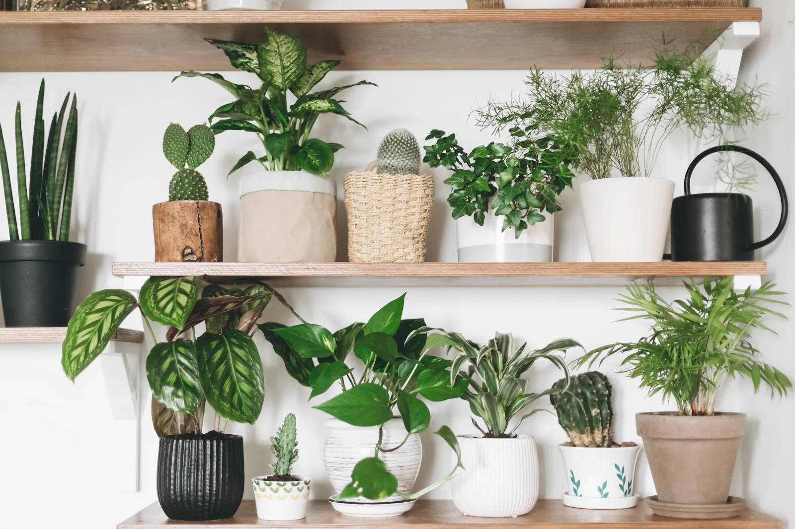What Do Plants Need to Grow? - Newsweek