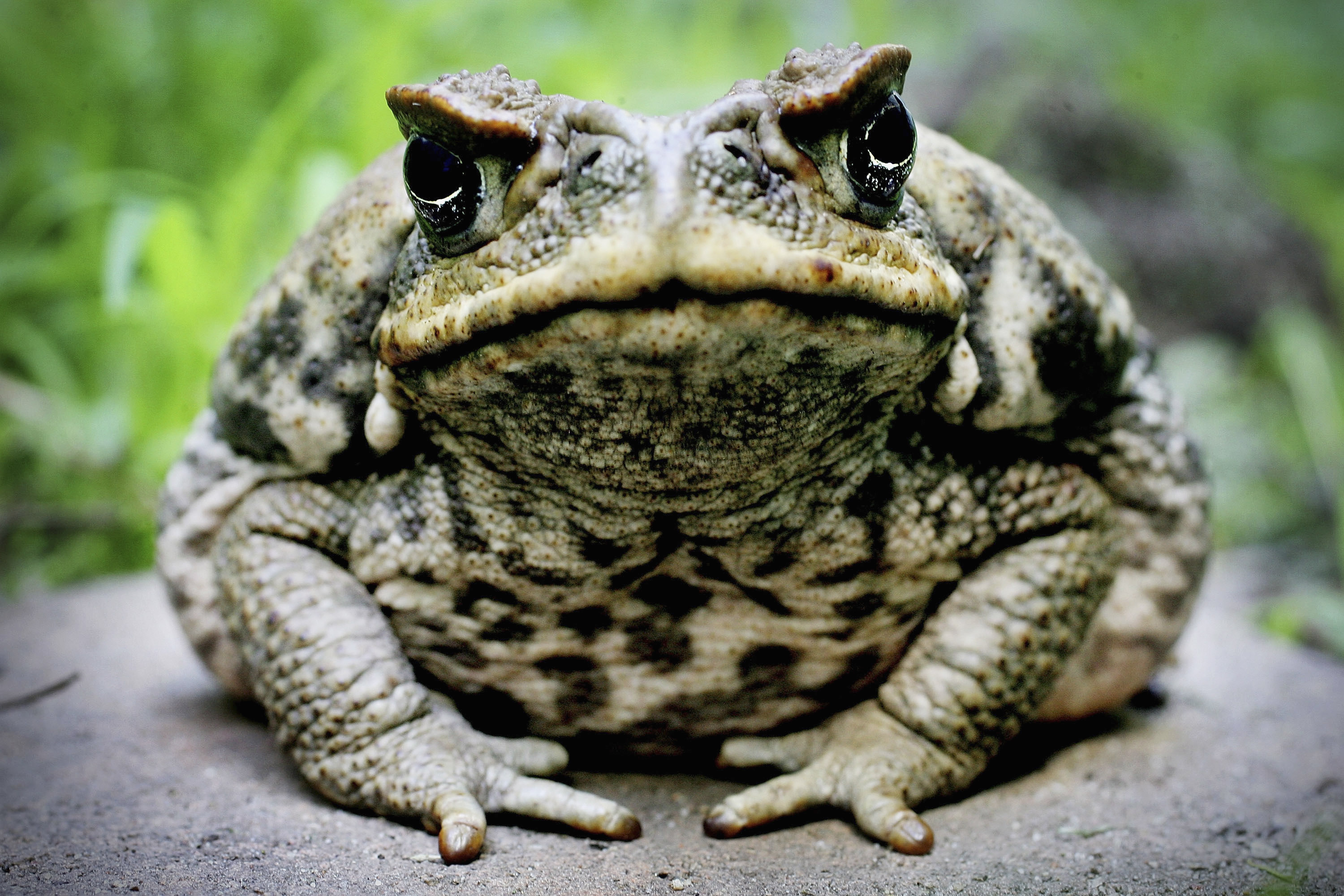 【新品未使用超レア】FROG PRODUCTS サイドカップ　カーボン調 Invasive Cannibal Frog Species is Accelerating Evolution by Eating