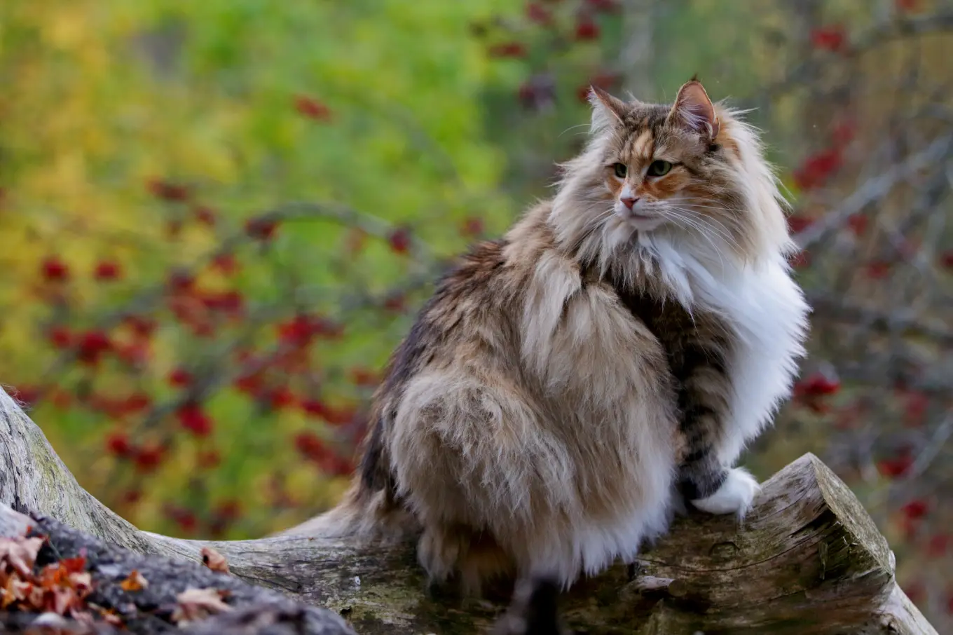 Are There Breeds of Cats: Discover the Most Popular Types Today