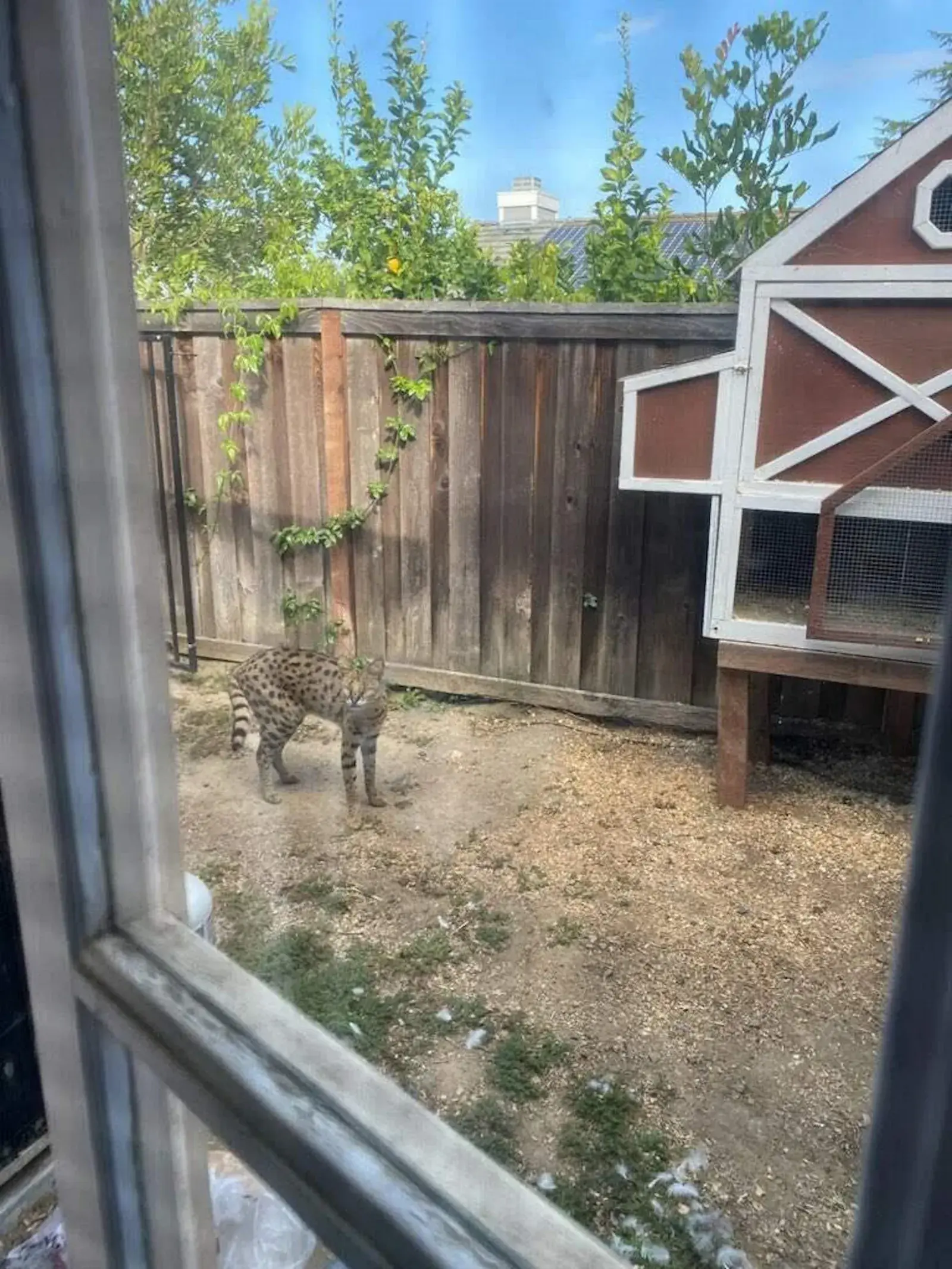 Contributed Serval Cat Pic