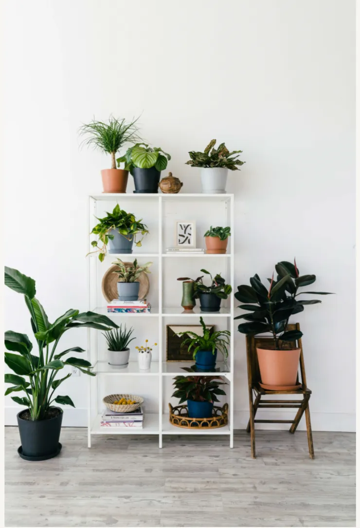Best Indoor, Tropical and Hanging Plants for Low Light - Newsweek