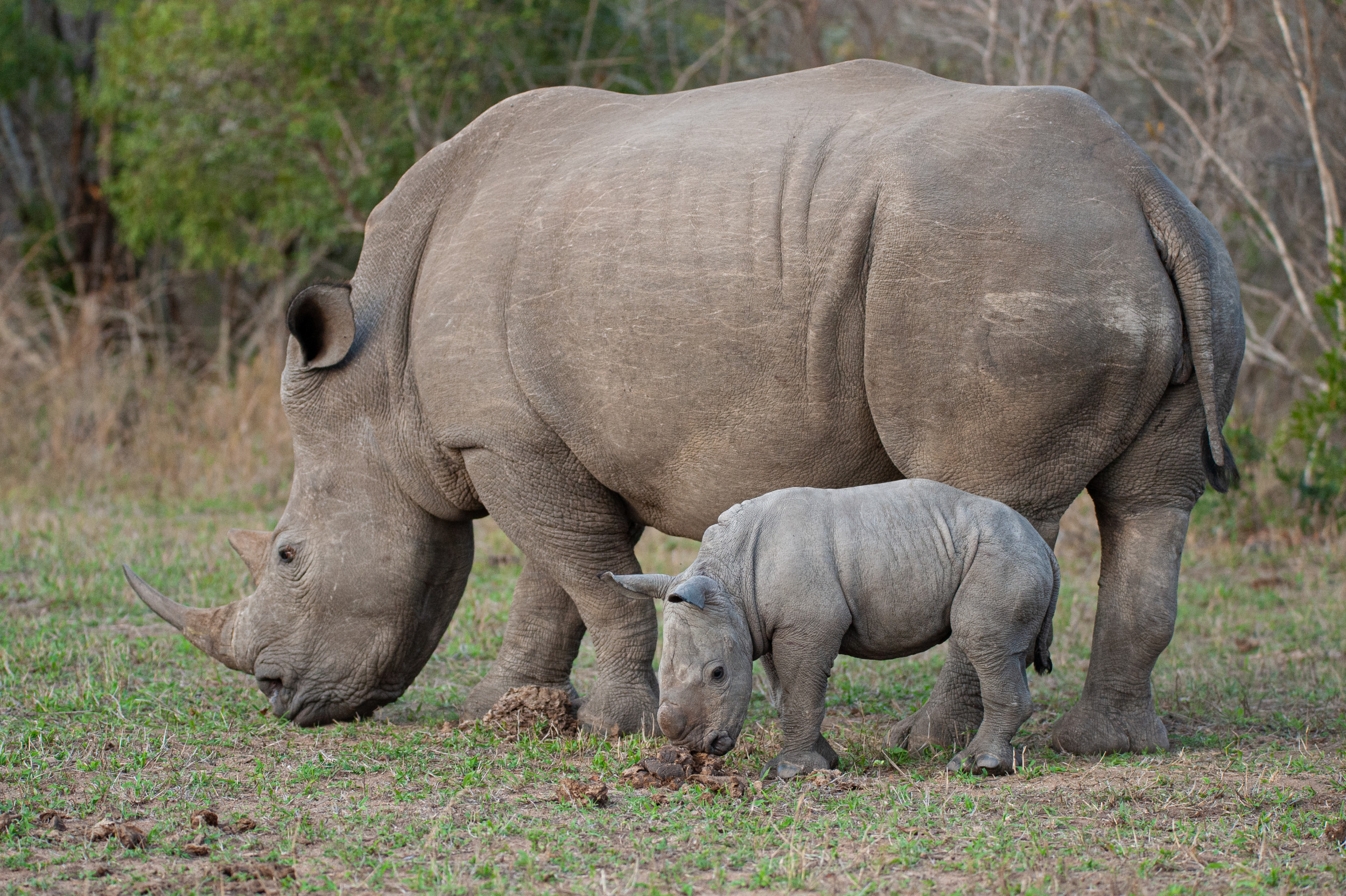 Second White Rhinoceros in a Year Born at Disney's Animal Kingdom
