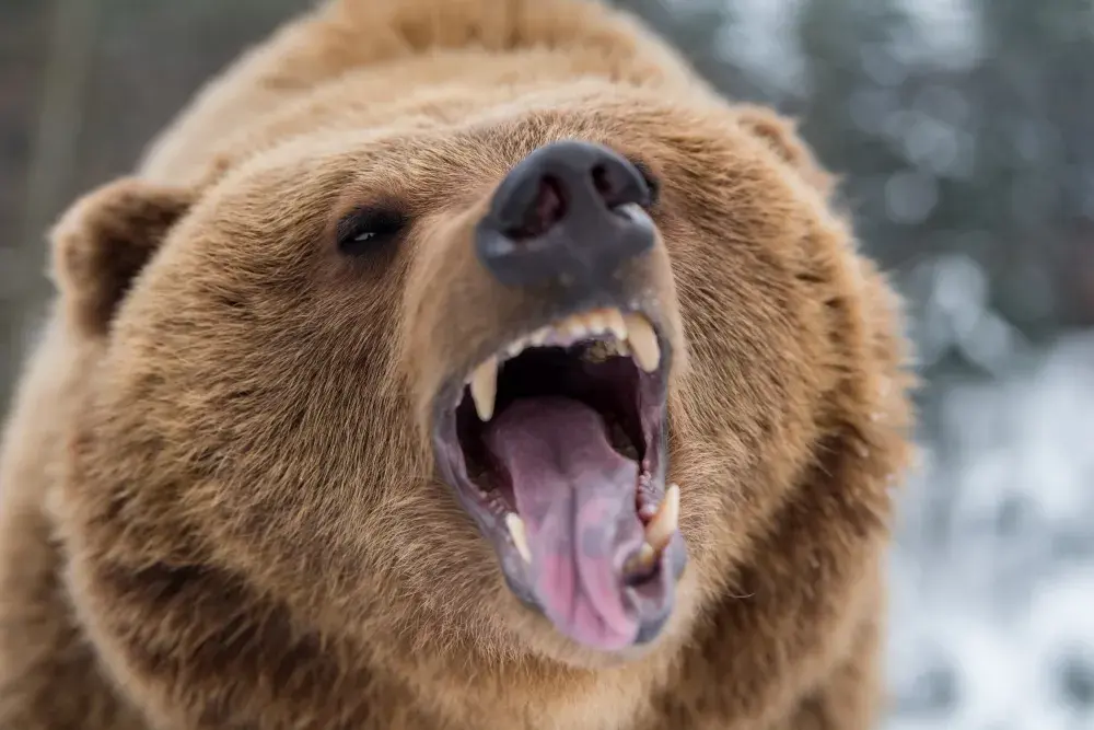 Hunter Mauled by Bear Rescued by Alaska National Guard in Dramatic Video