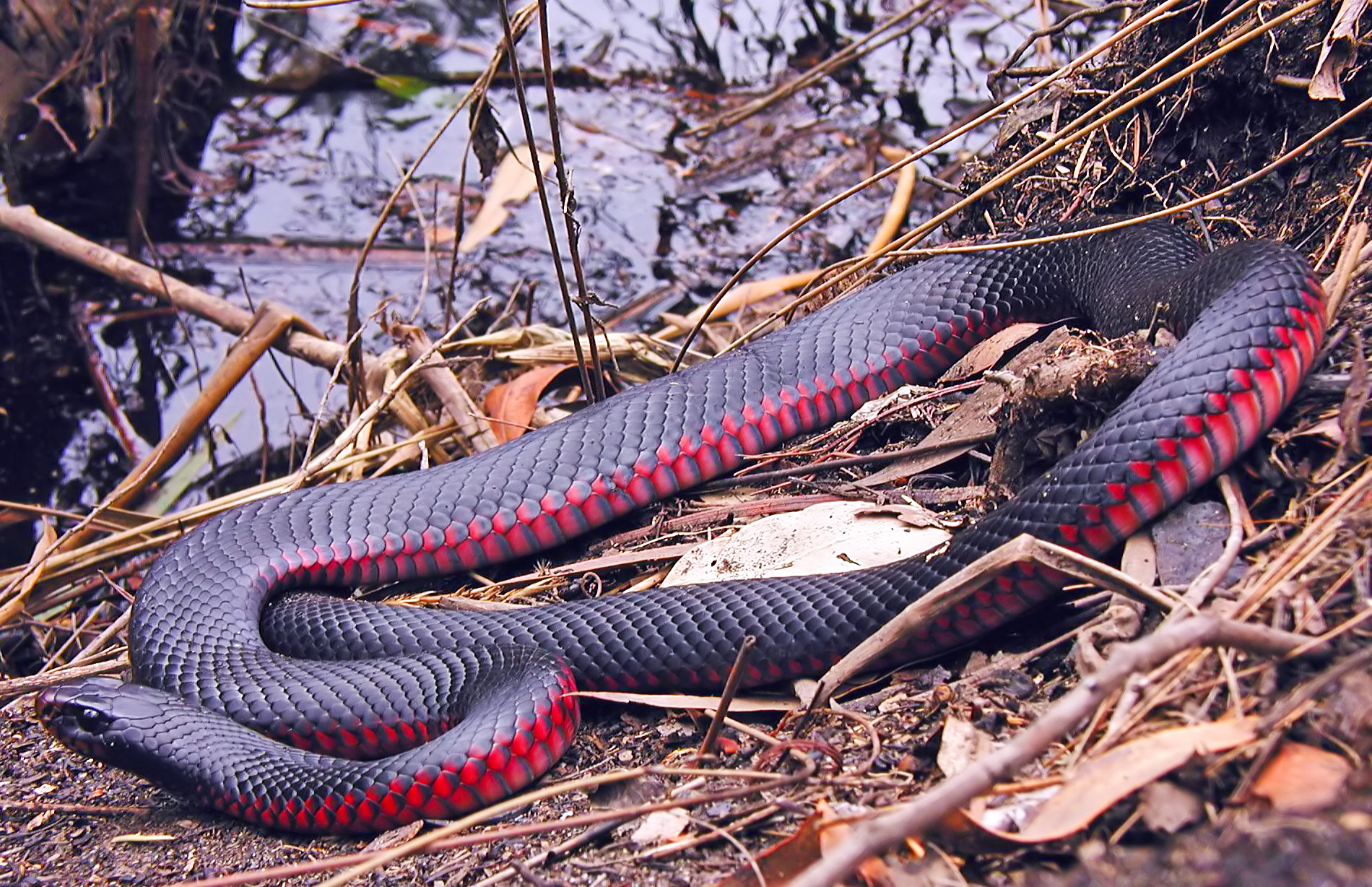 Two Huge Red-Bellied Black Snakes Filmed Fighting in Family's
